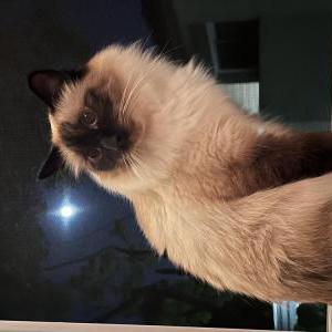 Lost Cat Theo