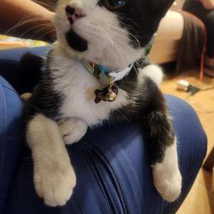 Image of Silvestre, Lost Cat