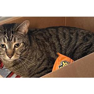 Lost Cat Tigger