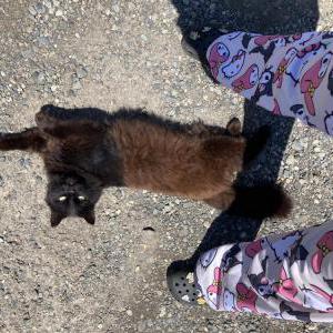 Lost Cat Bagheera/Gheera