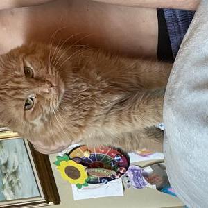 Image of Beaker, Lost Cat