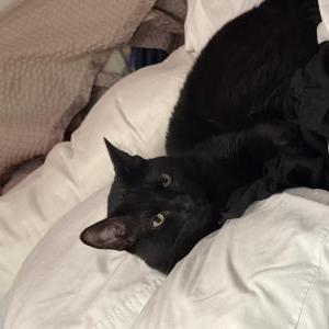 Image of Ruby, Lost Cat