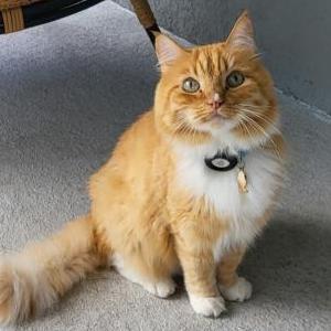Image of Iyer, Lost Cat