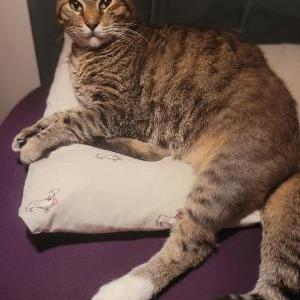 Image of Toby, Lost Cat