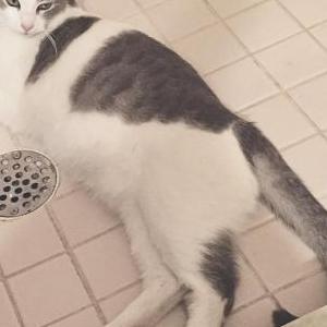 Lost Cat Maggie