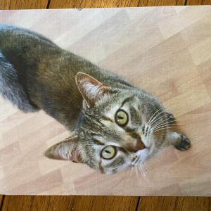 Image of Athena, Lost Cat