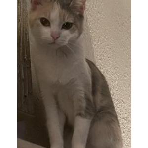 Image of Baby Cat, Lost Cat