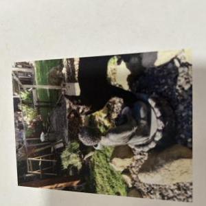 Image of Kobi, Lost Cat