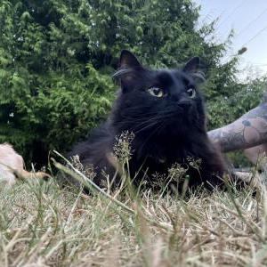 Lost Cat Banksy