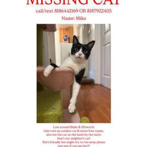Lost Cat Miko