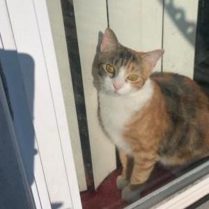 Image of MOCHA OR MAMA, Lost Cat