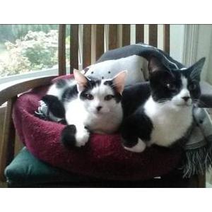 Lost Cat Mickey