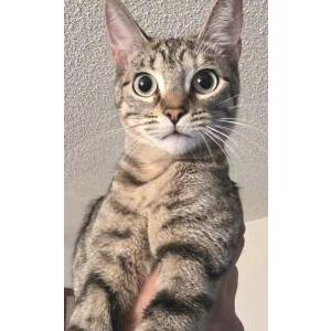 Image of Mikinni, Lost Cat