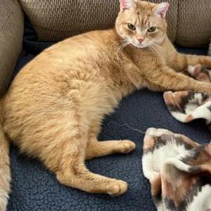 Lost Cat Saffron