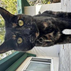 Lost Cat Frank