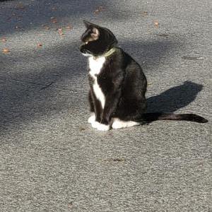 Image of Berry/ Veronica, Lost Cat