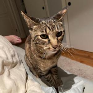 Image of JJ, Lost Cat