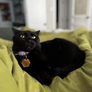 Lost Cat Mimi
