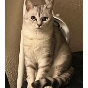Image of Mango, Lost Cat