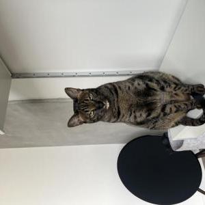 Image of Nori, Lost Cat