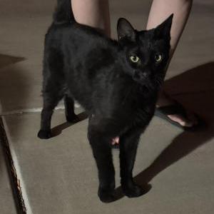 Image of Unknown, Found Cat