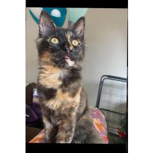 Lost Cat GG