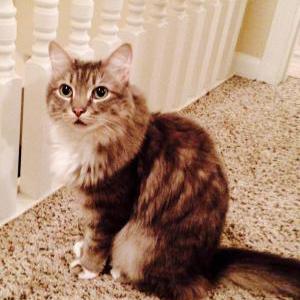 Lost Cat Rosa