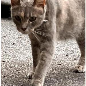 Image of Unknown, Found Cat