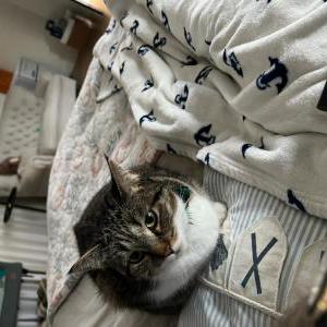 Lost Cat Fluffy