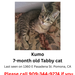 Image of Kumo, Lost Cat