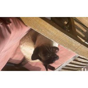 Image of Zack, Lost Cat