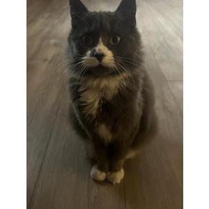 Lost Cat Tommy