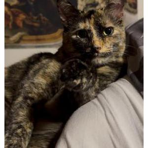 Lost Cat Flora