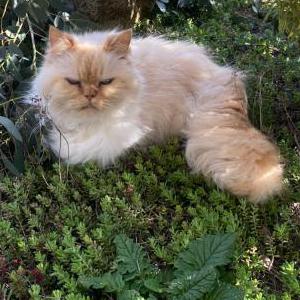 Lost Cat Jack