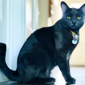 Image of Smokey, Lost Cat