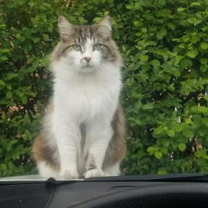 Image of Gipsy Boy, Lost Cat