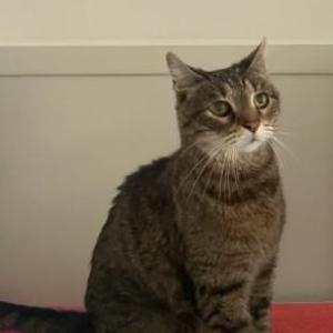 Lost Cat TRex