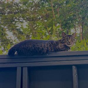 Image of Kovu, Lost Cat