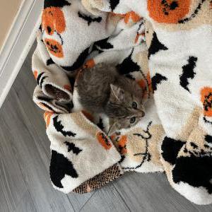 Image of Unknown, Found Cat