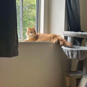Lost Cat Milo
