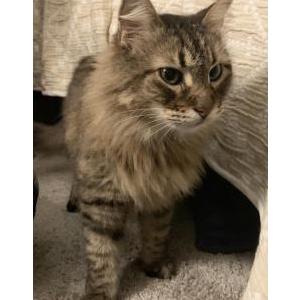 Image of Hansel, Lost Cat