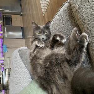 Lost Cat Freyja