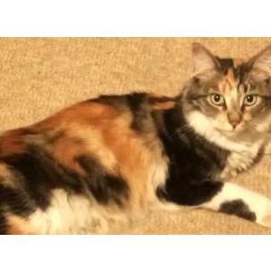Image of Kit Kat, Lost Cat