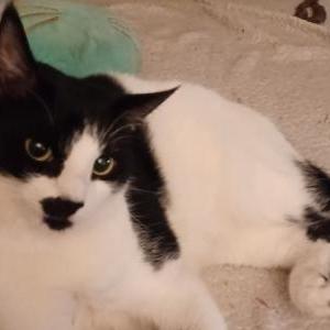 Image of Binkxy, Lost Cat