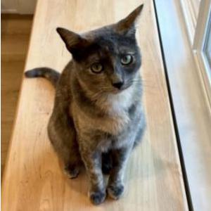 Image of Pogo, Lost Cat