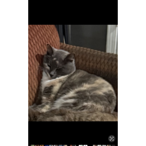 Image of Mika, Lost Cat