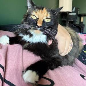 Lost Cat Butterscotch