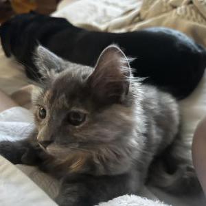 Lost Cat penelope