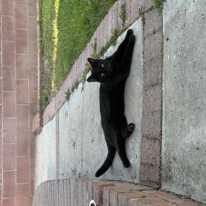 Image of Unknown, Found Cat