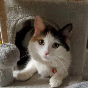 Image of Mochi, Lost Cat